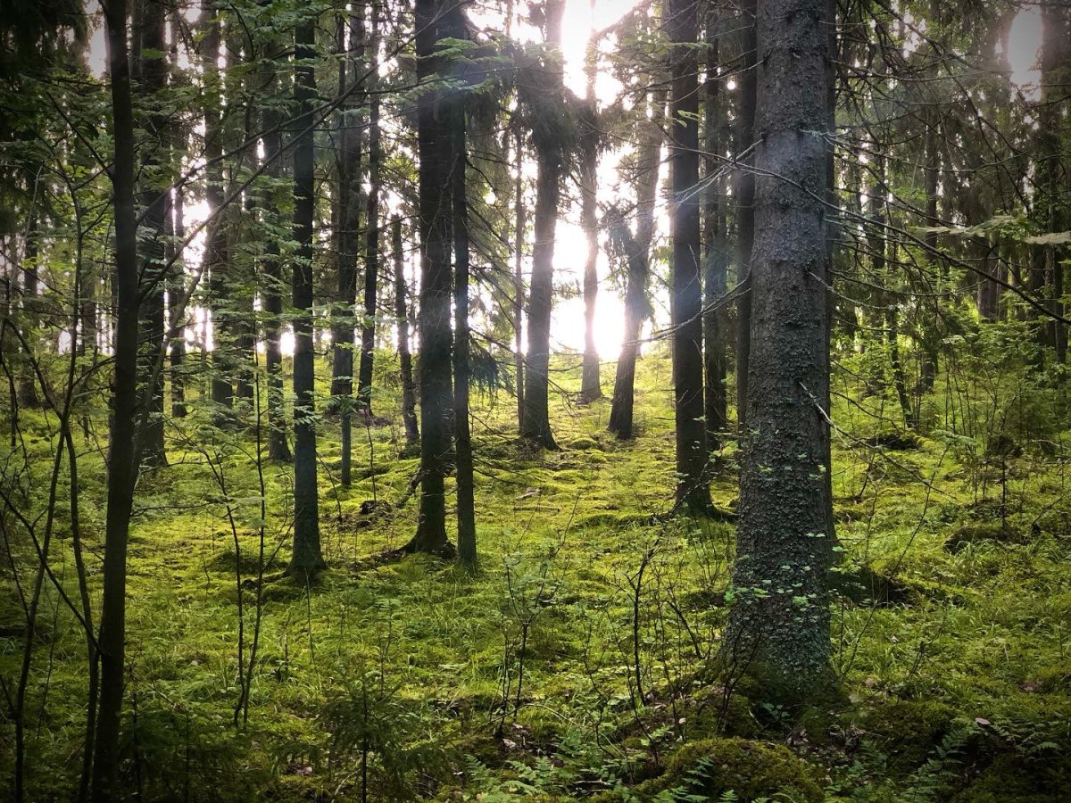 Polkupyörän vuokraus / päivä - Kajaniemi Camping