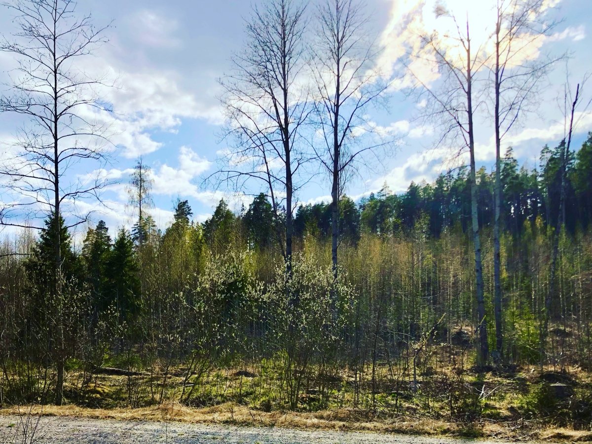 Polkupyörän vuokraus / päivä - Kajaniemi Camping